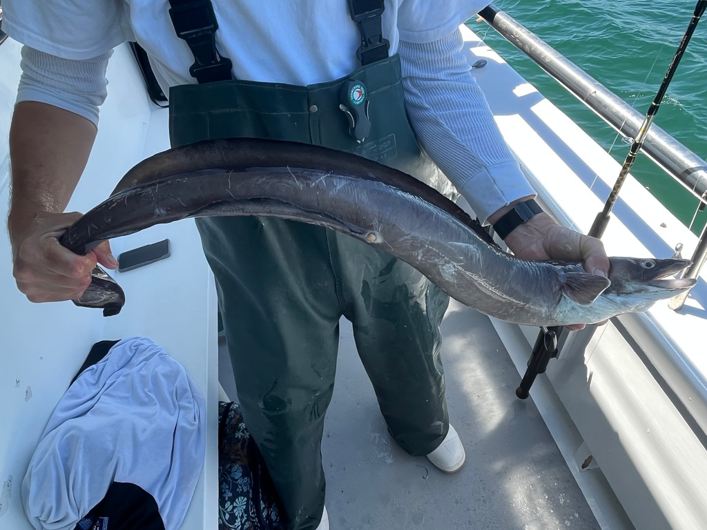 A closeup of an American Conger Eel being held by a man in fishing overalls on a boat.