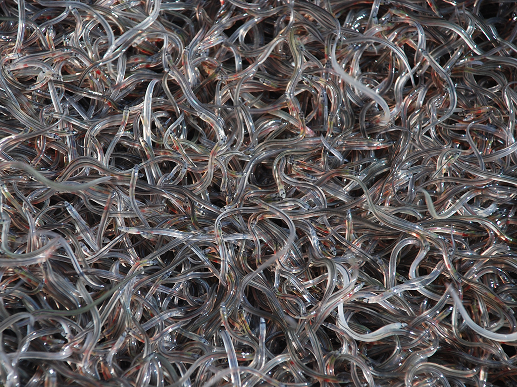 A view of what seems like hundreds of Glass Eels – young American Eels.