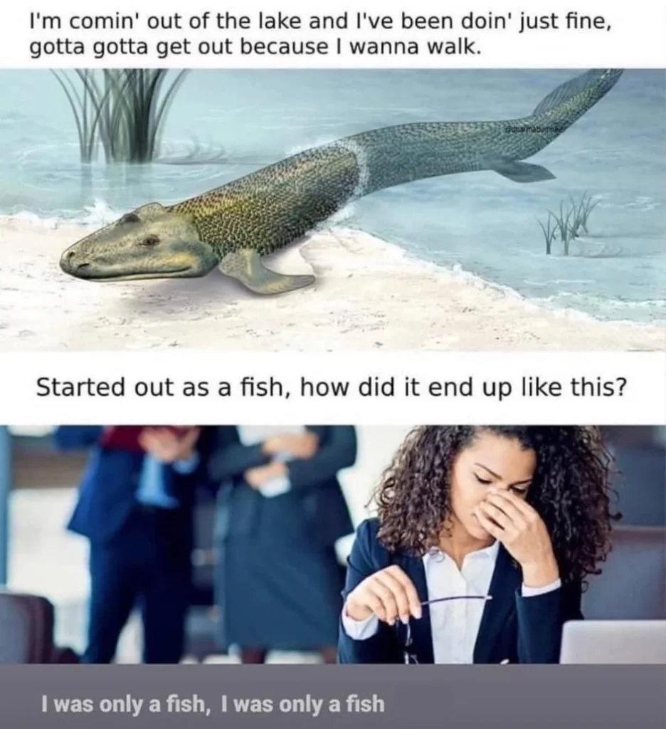 Мем с текстом песни Mr. Brightside группы The Killers и фото рыбы, выпрыгивающей из воды.