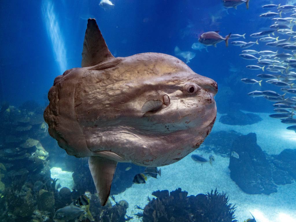 An underwater photo of a large funny looking fish – the Ocean Sunfish, better known as Mola Mola, floating in blue ocean water, with its flattened round body and small fins visible, with flock of smaller fish in the background and soft light filtering down through the water.