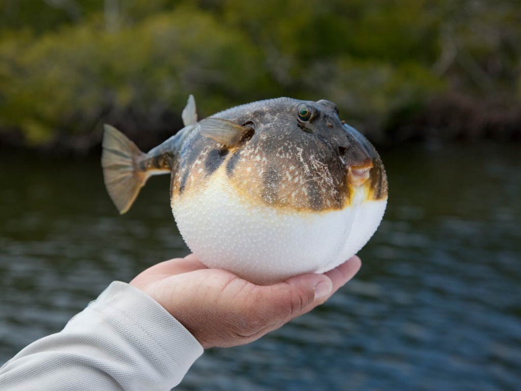 A photo of an inflated and funny looking Pufferfish taken out of the water while an angler is holding it in the hand 