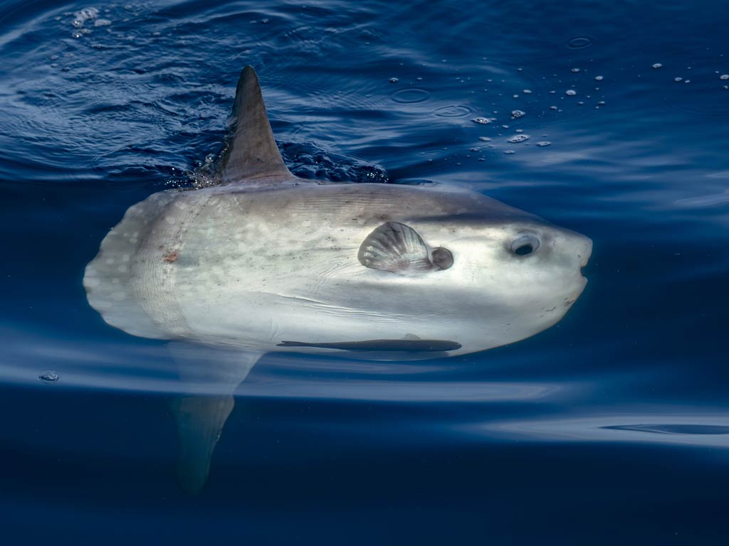 A photo of a large Mola Mola taken from the side showing its flattened round body, while sunbathing on the ocean’s surface.