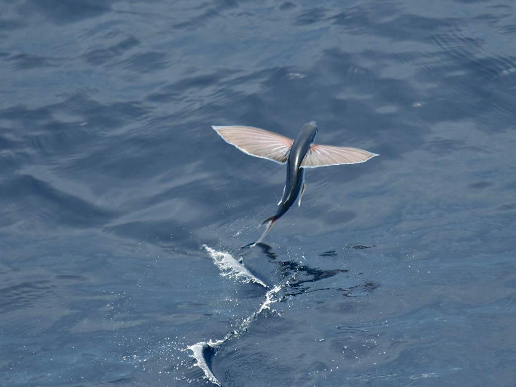 A gliding Flying Fish leaping above the ocean’s surface with stretched wing-like pectoral fins.