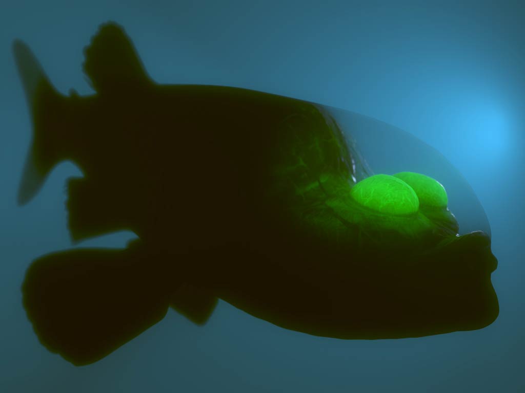 A 3D rendered model of a rare, deep sea Barreleye Fish with a transparent dome-shaped head and upward tubular green eyes, drifting in dark ocean waters.