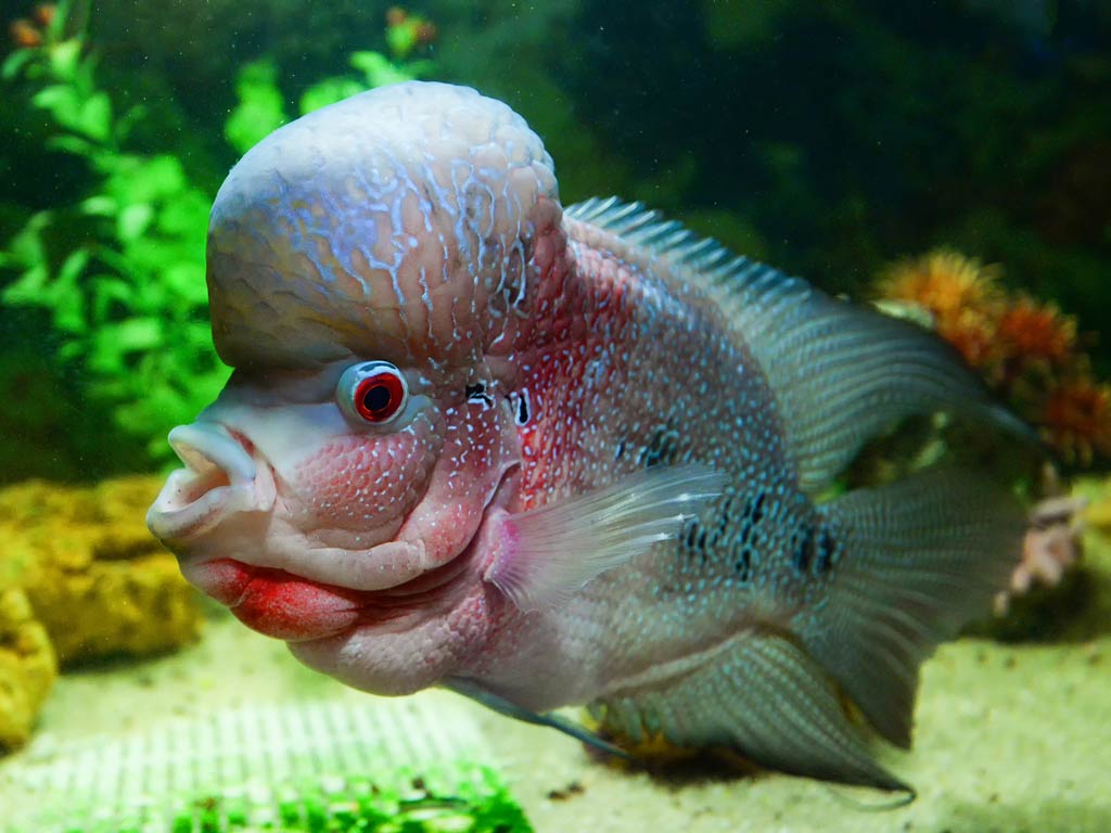 A brightly colored Flower Horn Fish swimming underwater in a home aquarium with clear blue water and subtle lighting.
