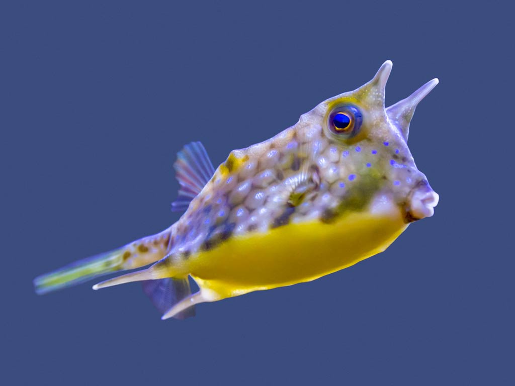 A funny looking Longhorn Cowfish with bright yellow-green body, horn-like protrusions above its eyes and a curious expression, floating in clear tropical water.