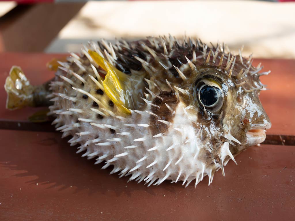 A photo of a small, funny-looking Porcupinefish taken out of the water and placed on a table for the photo before being released again in the water.