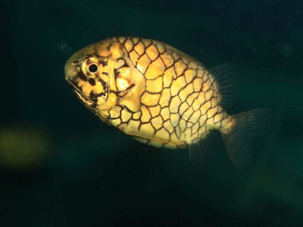 An armored Pinecone Fish with yellow-orange body and bold black-outlined scutes, bioluminescent photophores beneath its lower jaw, swimming in the dark ocean.