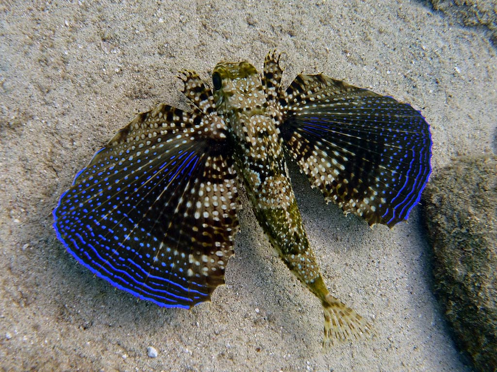 A colorful Flying Gurnard with striking wing-like pectoral fins edged in bright blue and patterned with spots, spreading its fins above a sandy seabed in the shallow water.