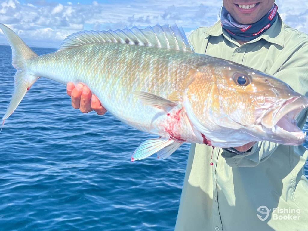 A closeup of a Jobfish being held at chest height by an angler aboard a fishing charter in Fiji on a clear day. 
