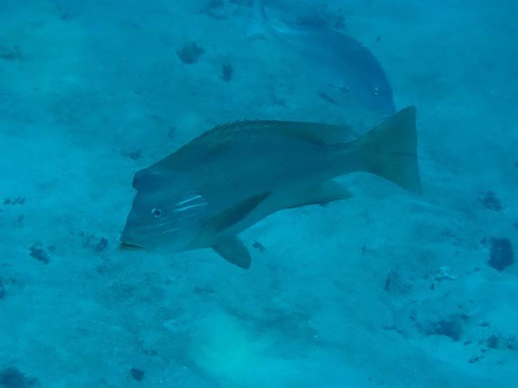 An underwater image looking down towards a Humphead Snapper swimming.