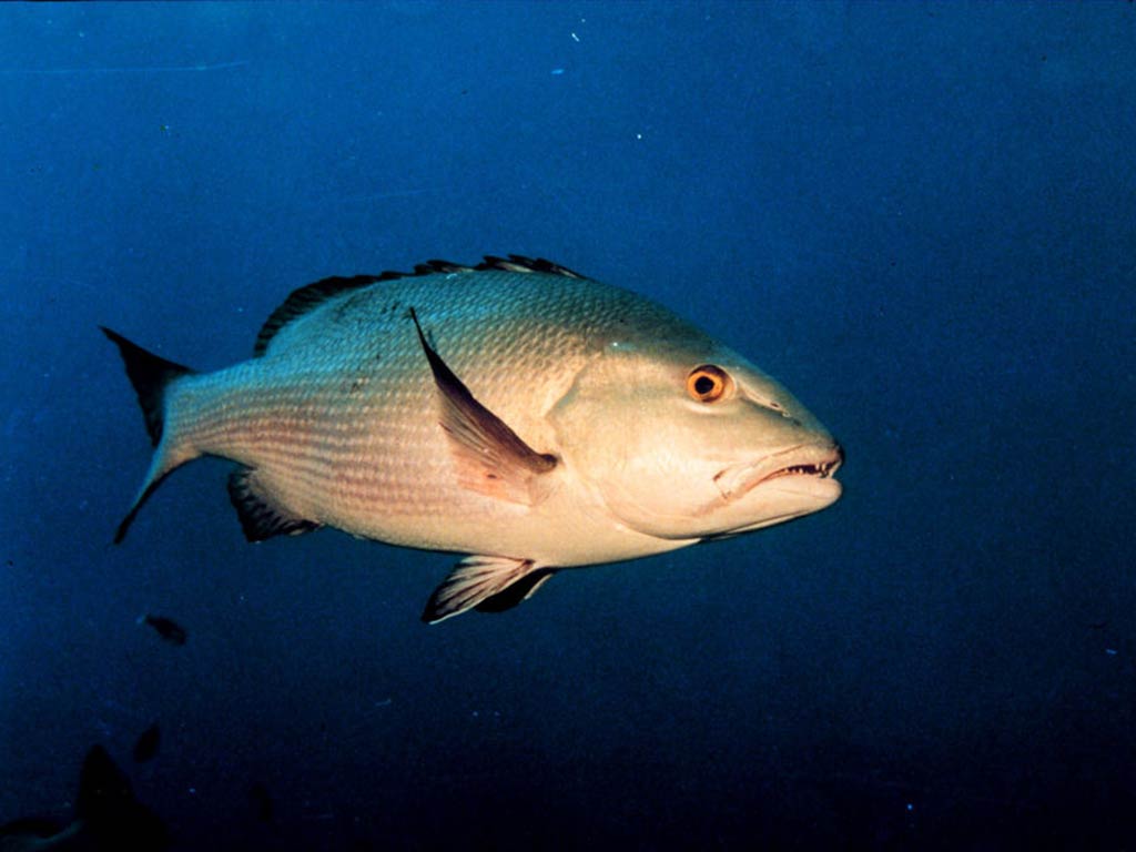 An underwater image of a Two-spot Red Snapper in dark waters.