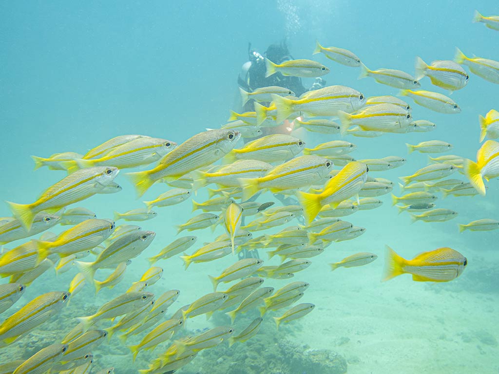 An underwater image of a school of Bigeye Snapper swimming in clear, bright water in front of a SCUB diver.