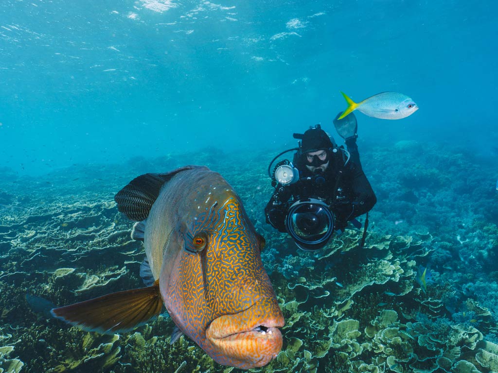 A diver with an underwater camera snaps a photo of a large fish near a coral reef.
