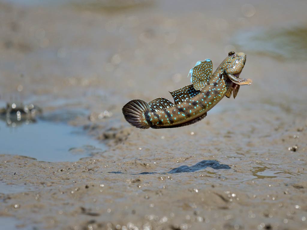 A photo featuring a Mudskipper leaping out of the muddy water, showing its speckled body and raised fins – one fun fact about fish that breathe air and move on land.