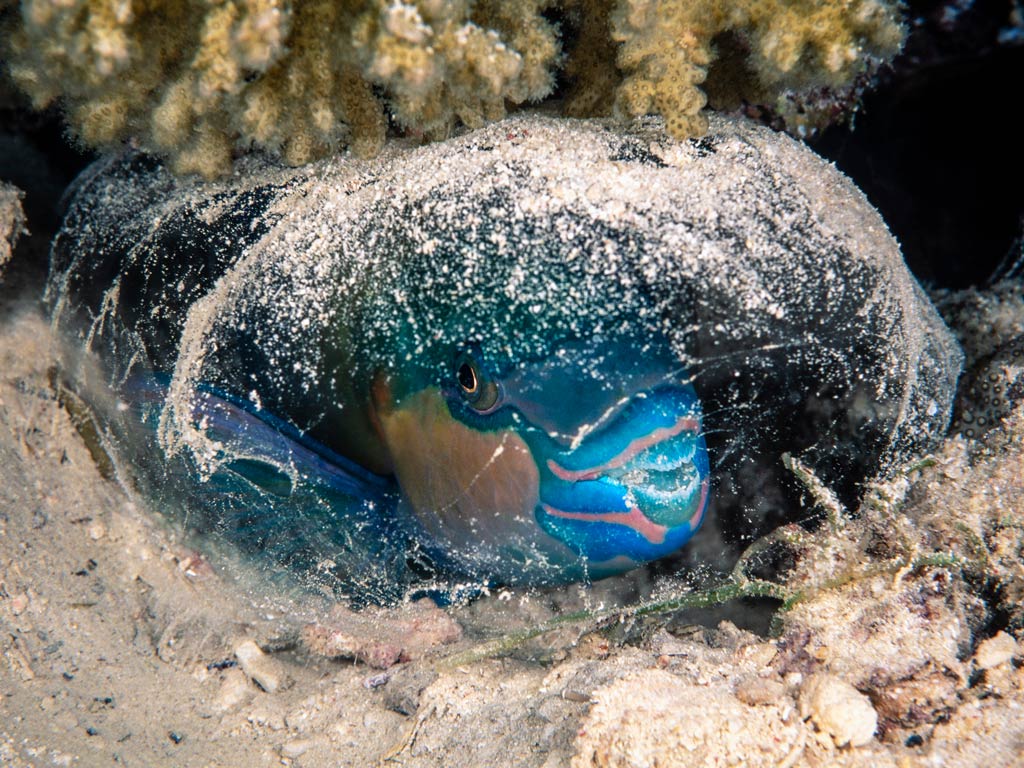 A Parrotfish resting on the ocean floor in a transparent mucus bubble, safely tucked in its own bed surrounded by sand and coral, just one of many fun facts about fish.