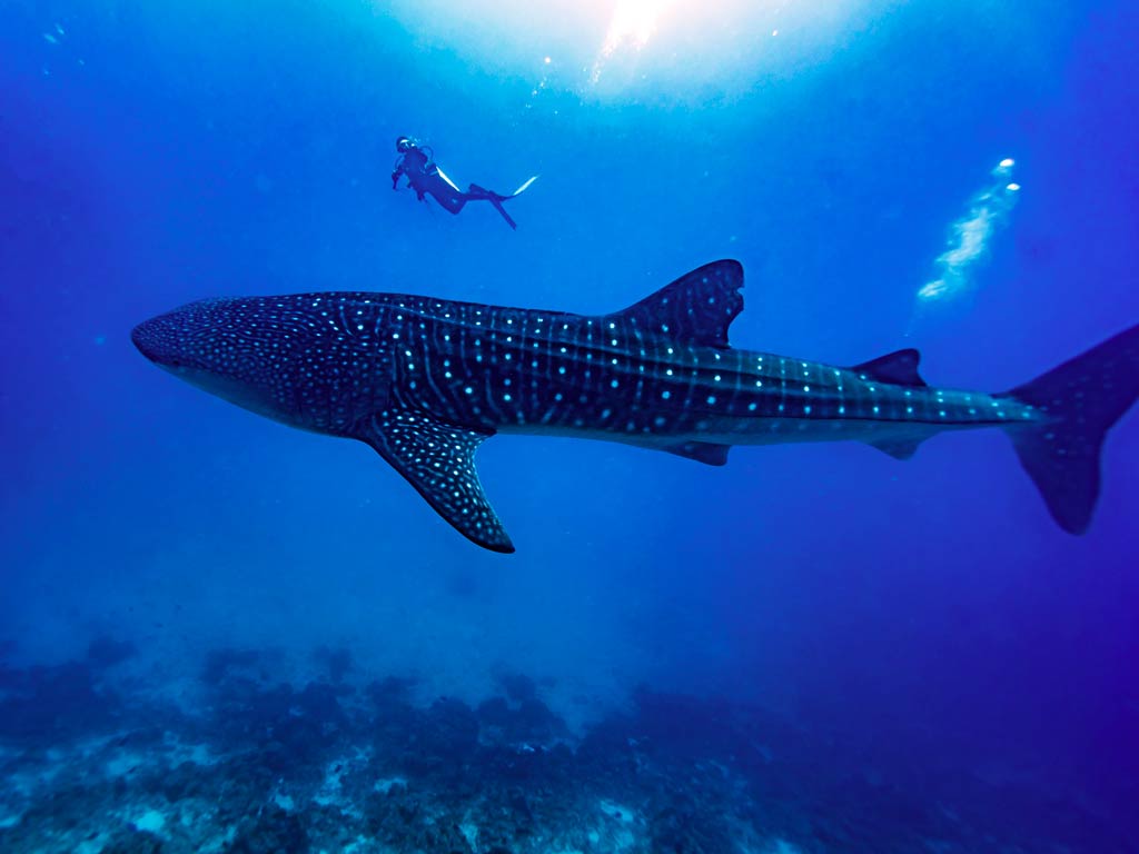 A diver swimming near the surface and above a large Whale Shark - the largest living fish in the world - in clear blue water, as seen from the bottom with sunlight streaming down.