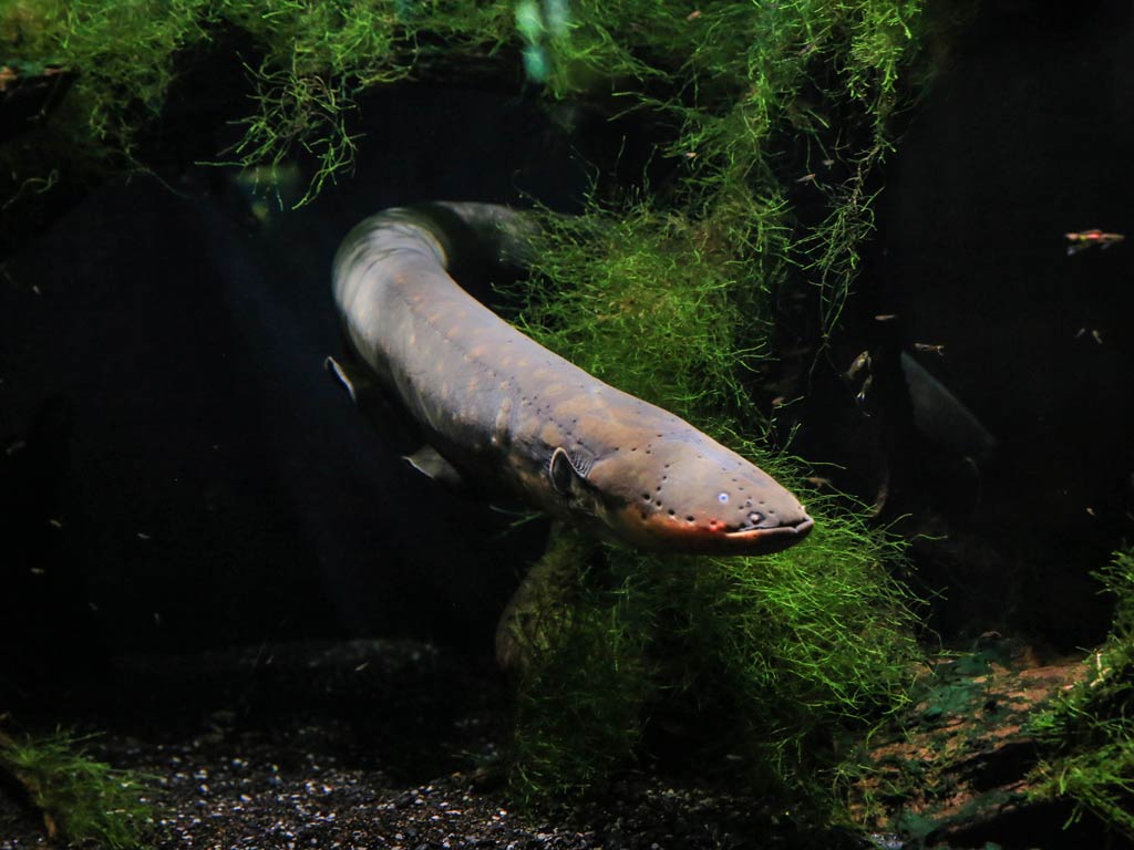 A large Electric Eel, a fish that deserves to be on the fun facts about fish list because it can produce electricity, swims through dark water surrounded by green aquatic plants.