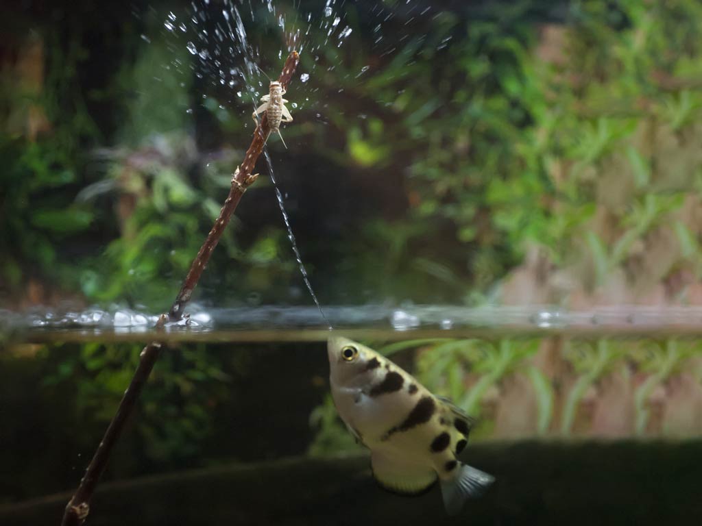 An Archerfish shoots a stream of water at an insect perched above the aquarium - it's one of the fun facts about fish and their amazing hunting skills!