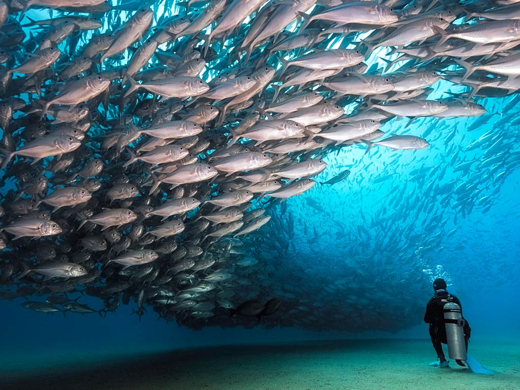 A scuba diver watching an incredible view of a large school of fish swimming close together near the ocean floor above the diver.