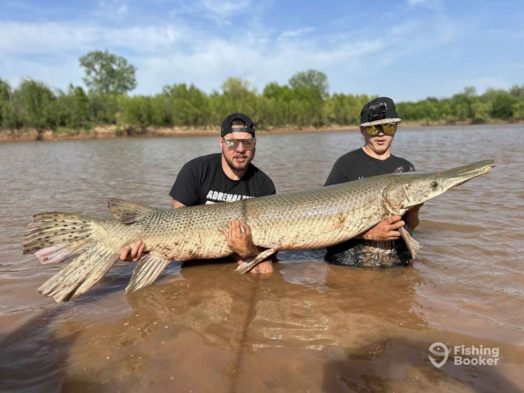 Two people stand in shallow water holding a giant Alligator Gar – a species called "living fossils" due to their ancient lineage and lifespan of over 90 years.