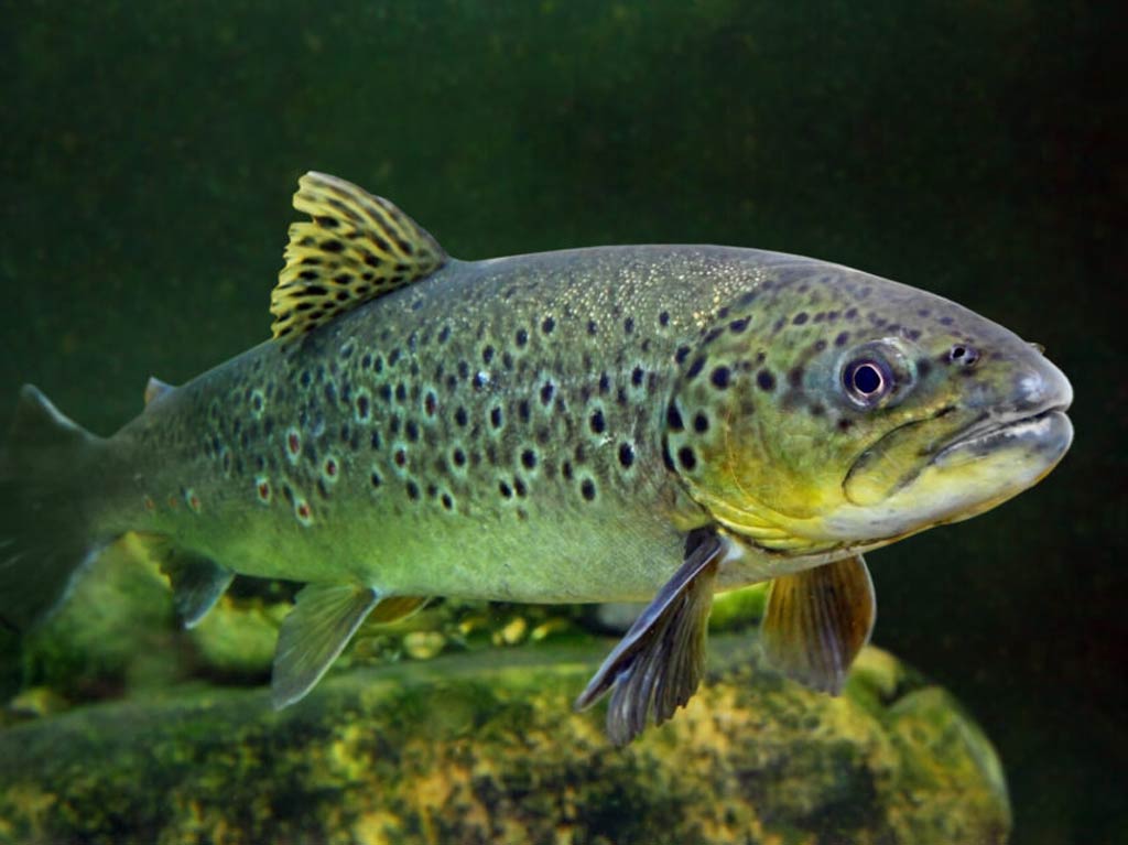 A Brown Trout with a spotted body and fins swims near rocks in a greenish underwater scene.