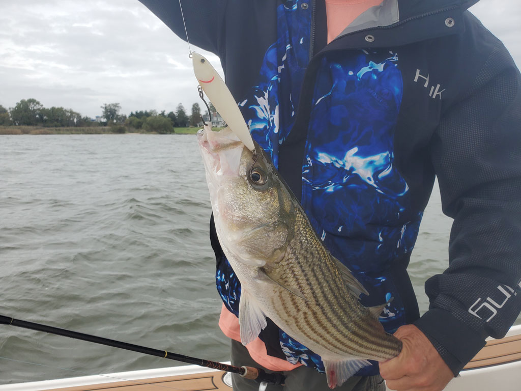 Крупный окунь пойман на приманку спук на лодке, на фоне вода и деревья