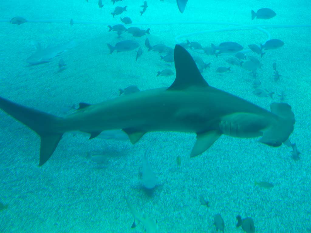 A photo features either a Scalloped Hammerhead or a Carolina Hammerhead in an underwater shot seen swimming near the seafloor; both species are visually identical but genetically different