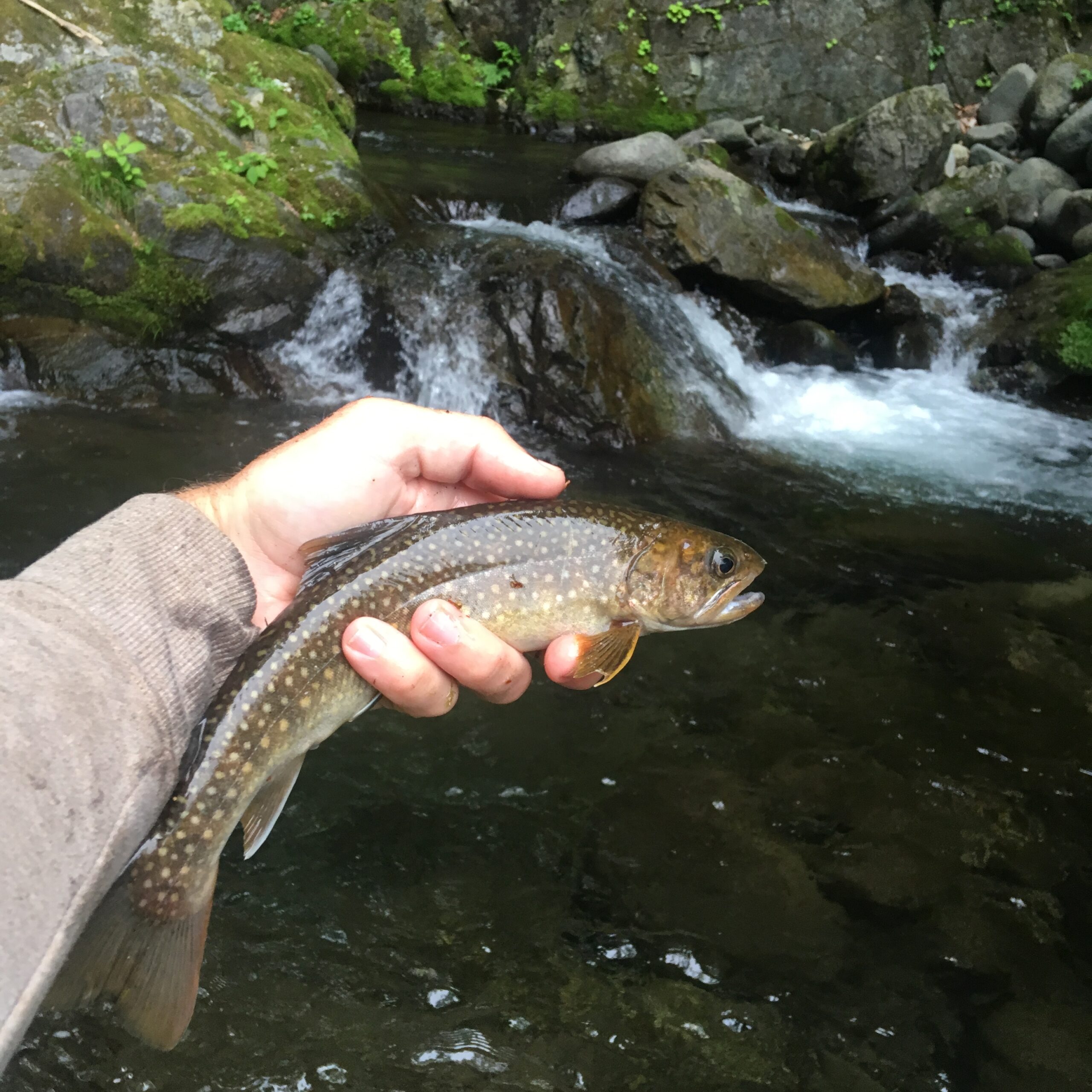 Someone's holding a White-spotted Char (Iwana) above a rocky stream in Japan, where water's flowing and green moss covers the rocks.