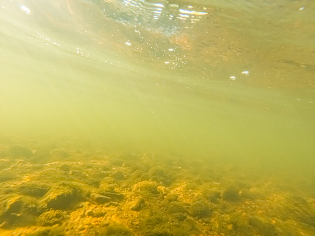You&rsquo;re looking underwater in murky water where sunlight&rsquo;s filtering through the surface, and you can see rocks and Algae covering the bottom.