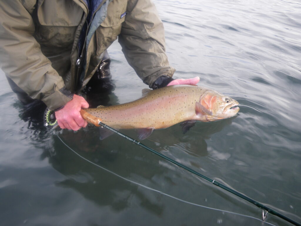 Someone in a green jacket's holding a large Cutthroat Trout above the water while standing in shallow water with a fishing rod.