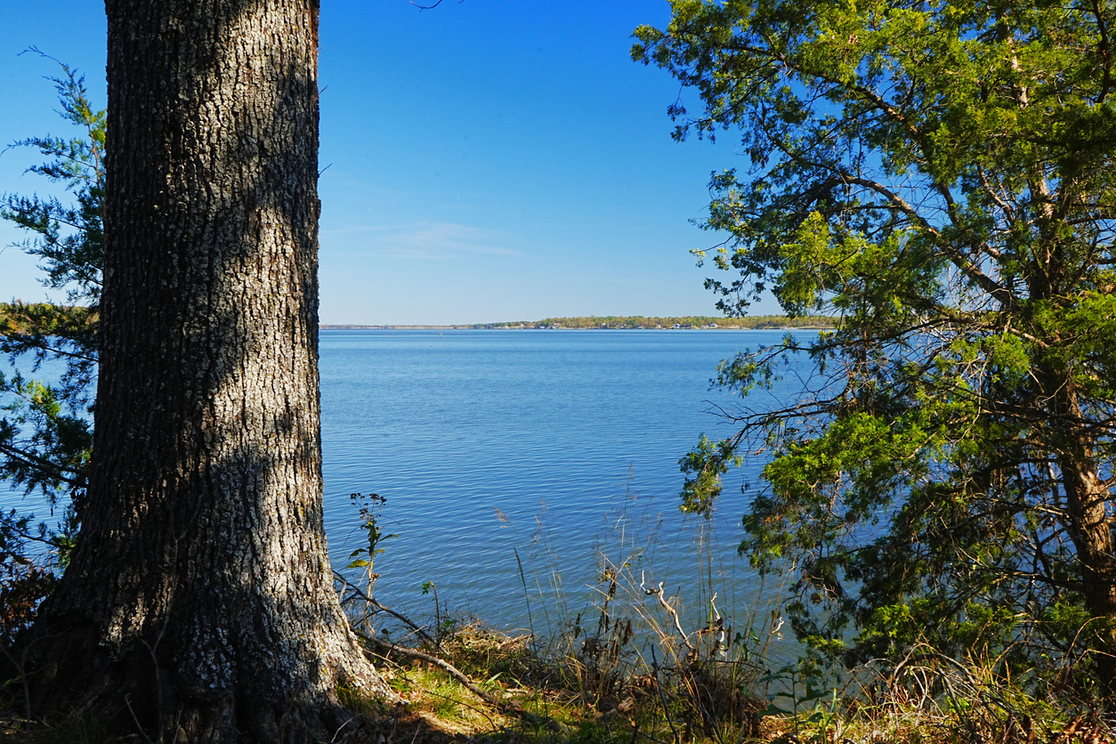 You’ll see a large tree trunk up front, looking out over a calm lake at one of Texas’s top ten fishing State Parks, framed by green foliage and a clear blue sky.