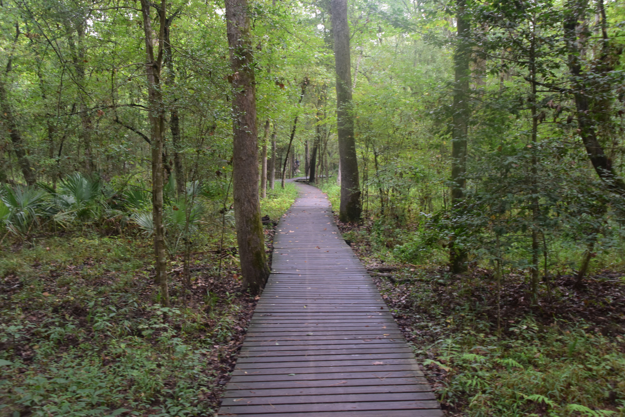 A wooden boardwalk path winds through a dense, green forest in one of the top ten Fishing State Parks in Texas, with trees and undergrowth on both sides.