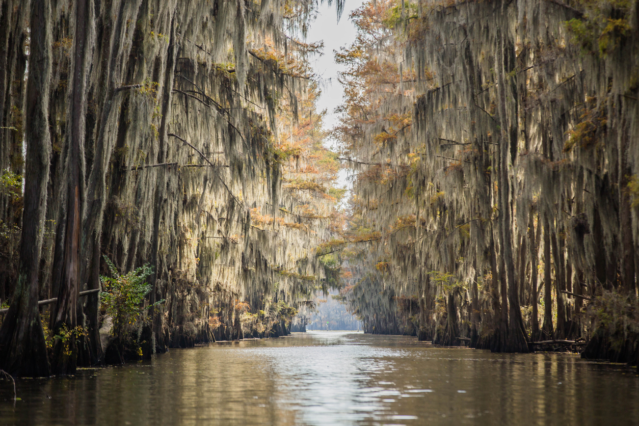 A calm waterway lined with tall trees draped in Spanish moss under soft daylight—one of the top ten fishing state parks in Texas, where you'll find Bass, Catfish, and Crappie.