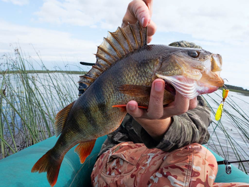 An angler in camouflage clothing's holding a freshly caught Yellow Perch with spiky fins on a boat by some reeds and water.