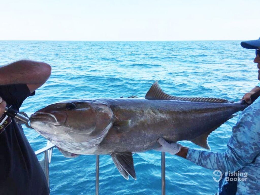 Two people on a boat are holding a large Amberjack over the water, enjoying a successful season with the ocean and sky in the background.