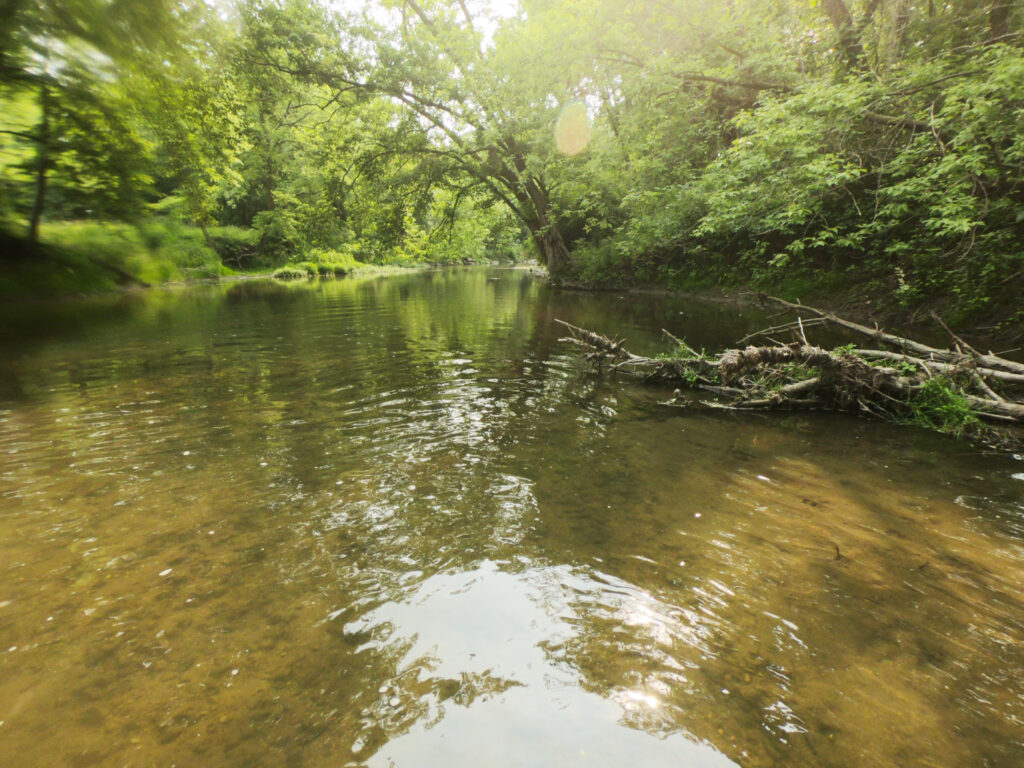 There's a shallow creek with clear water, scattered branches, and dense green trees&mdash;it's perfect for learning how to catch big Bass under soft sunlight.
