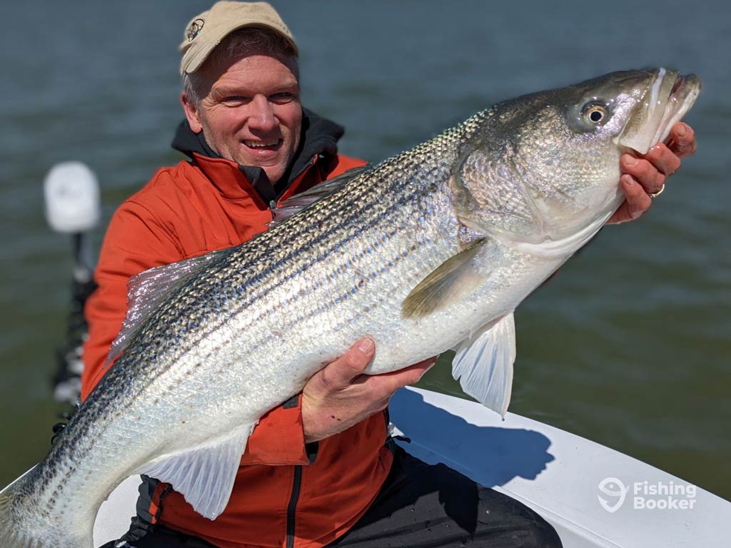 An angler in an orange jacket and a cap is holding a large Striped Bass on a Chesapeake Bay charter boat, enjoying one of the top Memorial Day fishing destinations with water in the background.