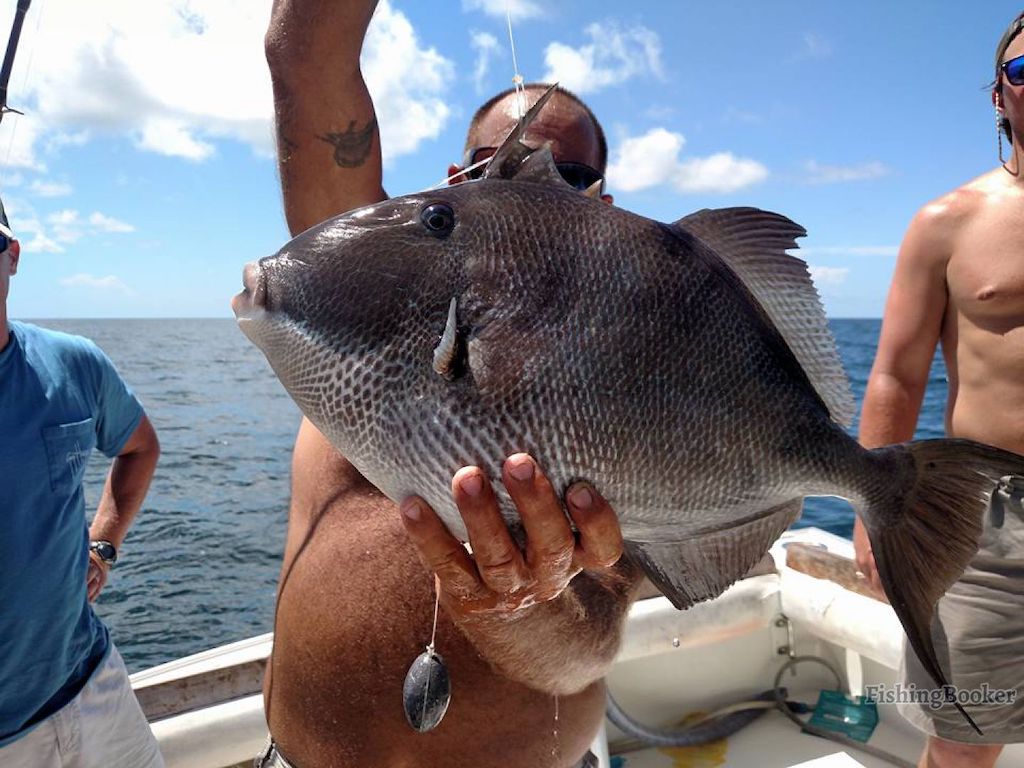 A man on a boat holding up a large Triggerfish by the mouth, with the ocean and two other people in the background.