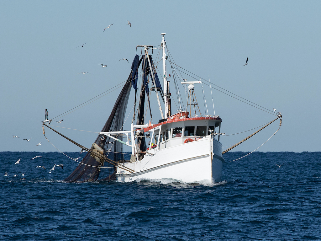 A white fishing boat with extended nets moves through the ocean, surrounded by flying Seagulls under a clear blue sky.