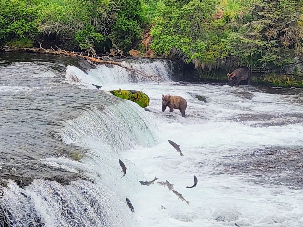 Two bears stand near a waterfall in a river while several Salmon leap upstream, and lush green trees surround the scene.