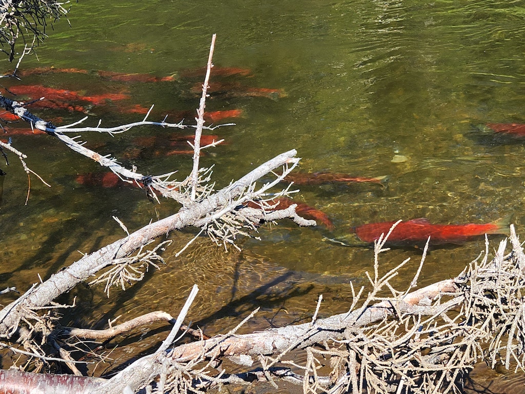 Several bright Red Salmon are swimming in a clear, shallow stream where the sun is shining on the water and fallen branches are partially submerged.
