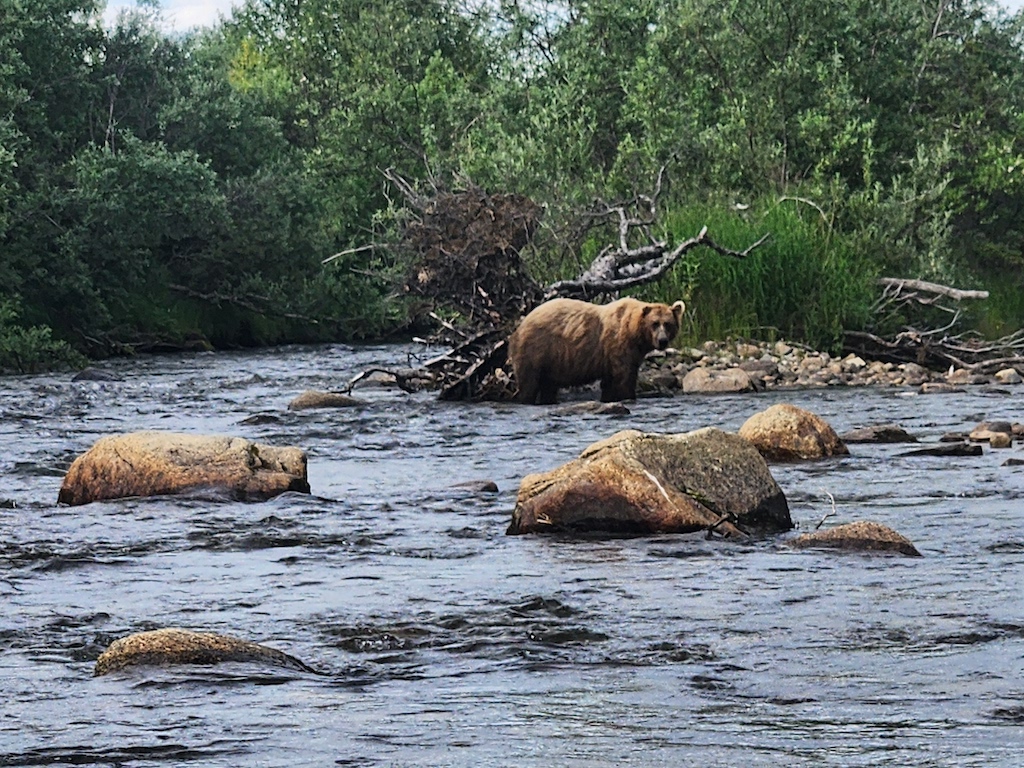 A brown bear standing in a shallow, rocky river during Alaska Salmon season, surrounded by green trees and bushes.