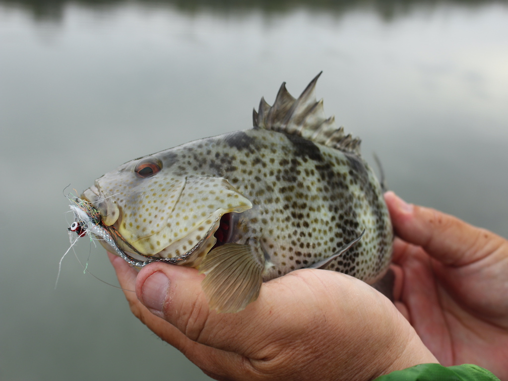A closeup of a small Sand Bass or Calico Bass caught in the Sea of Cortez.