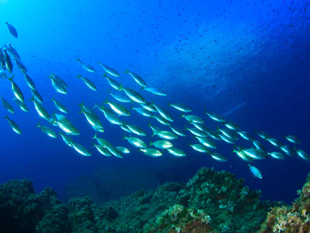 A school of fish swims together in clear blue ocean water above a coral reefs, a good visualization of the funny fishing saying "There Are Plenty More Fish in the Sea"