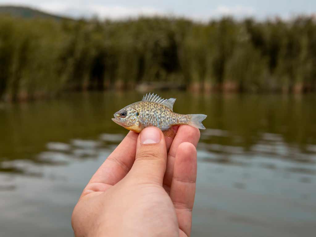 A hand's holding a small fish above the water, with tall green vegetation in the background.