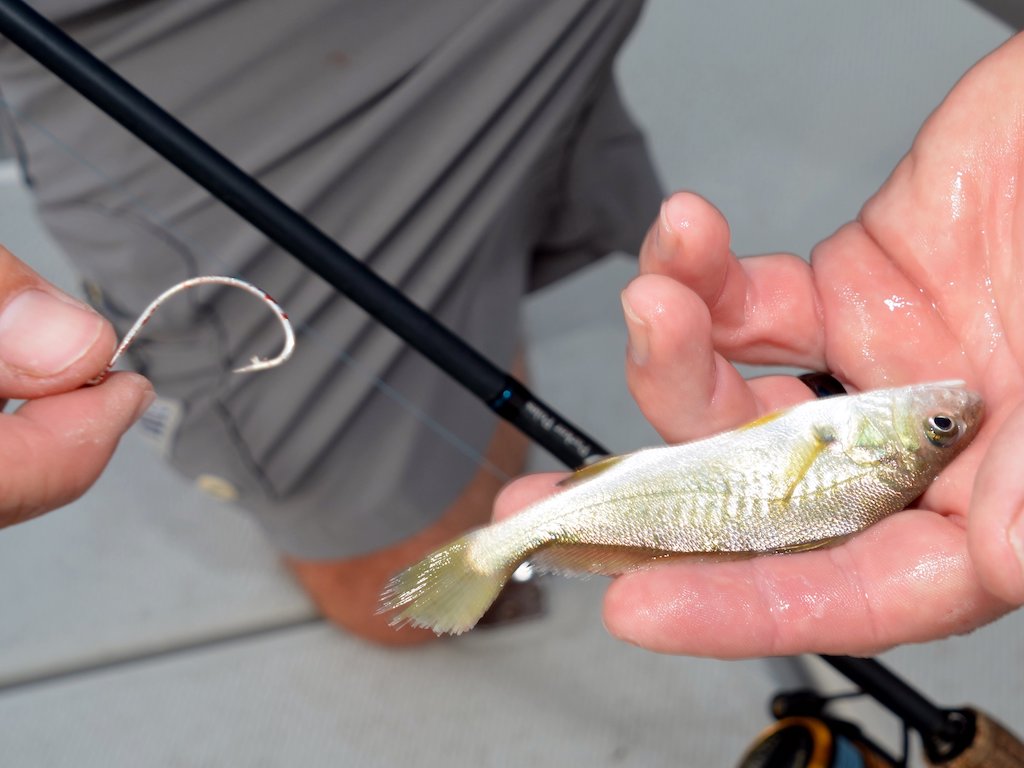A closeup of a hand holding a small bait fish in one hand and a fishing hook in the other, standing on a light-colored surface.