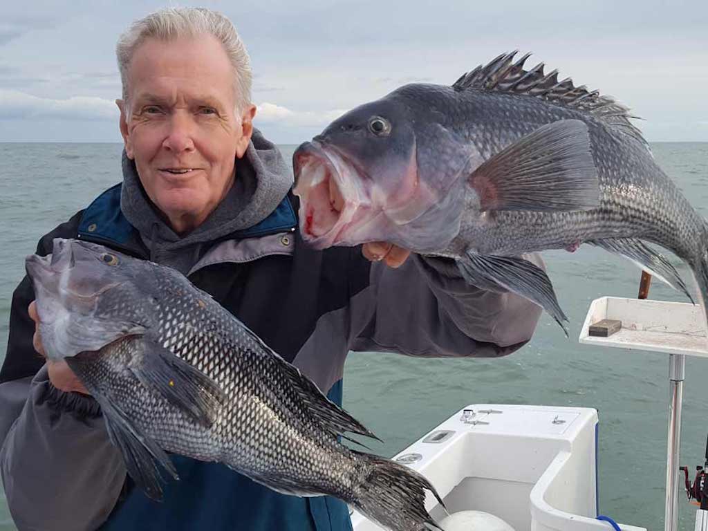An older man on a boat holding up two large Black Seabass, one in each hand, with open water in the background.