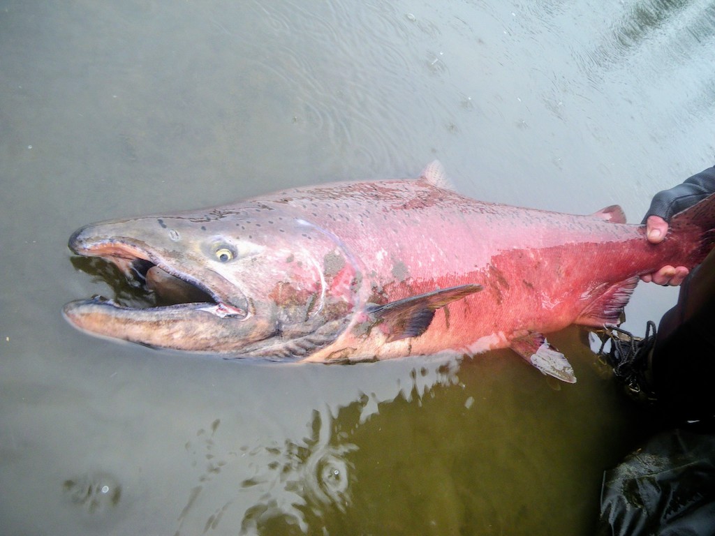 A closeup of a large, reddish Salmon with its mouth open just above the shallow water during California Salmon fishing season.