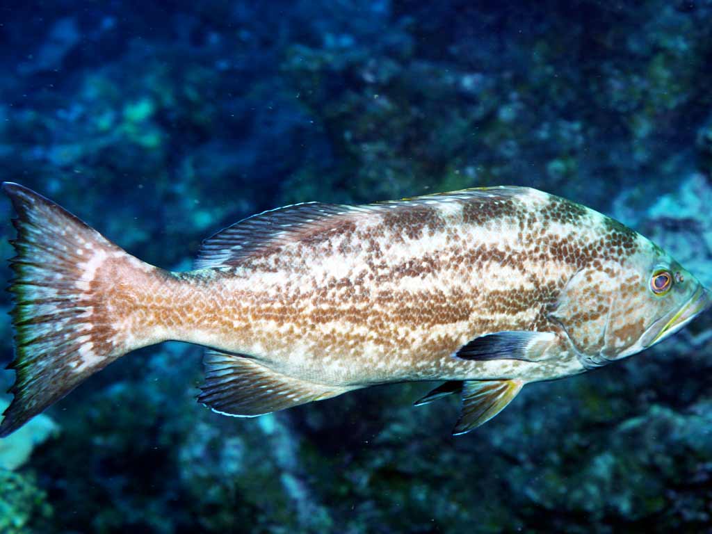 A brown and tan patterned Scamp Grouper's swimming underwater against a dark, rocky background.
